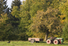 Slovenia - Jance: Autumn harvest - tractor - agriculture - photo by I.Middleton