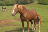 Slovenia - Cerknica municipality: horses in a field on Slivnica Mountain - colt feeding - photo by I.Middleton