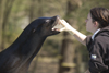 California sea lion and trainer at Ljubljana zoo, Slovenia - photo by I.Middleton