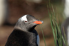 South Georgia Island - Gentoo Penguin - gaze - manchot papou - Pygoscelis papua - Antarctic region images by C.Breschi