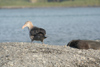 South Georgia Island - Southern Giant Petrel on the beach - Macronectes giganteus - Ptrel gant - Antarctic region images by C.Breschi