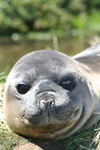 South Georgia Island - Southern Elephant Seal - close up - Mirounga leonina - lphant de mer austral - Antarctic region images by C.Breschi