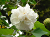 Sri Lanka - Kadawatha - white hibiscus flower in the morning - photo by K.Y.Ganeshapriya