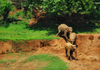 Kegalle, Sabaragamuwa province, Sri Lanka: juvenile elephants on the river bank - Pinnewela Elephant Orphanage - photo by M.Torres