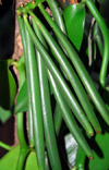 Palapathwela / Palapatwala, Matale, Central province, Sri Lanka: vanilla pods - green fruit of the Vanilla planifolia orchid - LuckGrove Gardens - photo by M.Torres