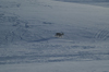 Svalbard - Spitsbergen island - Adeventdalan: Reindeer - Rangifer tarandus - photo by A. Ferrari