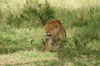 Africa - Tanzania - Young lion in Serengeti National Park - photo by A.Ferrari