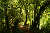 30 Tanzania - Kilimanjaro NP: Marangu Route - day 1 - tropical vegetation, in the rainforest - photo by A.Ferrari