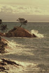 Australia - Tasmania - Freycinet National Park: Coles Bay - lone tree and the Ocean (photo by S.Lovegrove)