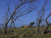 Australia - Tasmania - Maria Island: windswept (photo by  M.Samper)