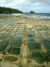 Australia - Tasmania - Tasmania - Tasman Penisula: tessellated Pavement (photo by Luca dal Bo)