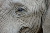 Thailand - Chiang Mai: eye to eye with an elephant - Asian Elephant - Elephas maximus (photo by J.Kaman)