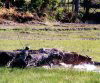 East Timor - Manatuto: Buffalo preparing rice fields (photo by M.Sturges)