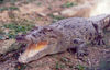 East Timor - Timor Leste: marine crocodile (photo by Mrio Tom)