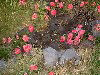 Tristan da Cunha: roses on the lava (photo by Captain Peter)