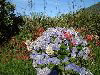 Tristan da Cunha: flowers - hydrangea - hortensia (photo by Captain Peter)