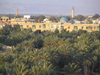 Tunisia / Tunisie - Tozeur: some of the 250.000 palms - Palmeraie in Tozeur  (photo by J.Kaman)