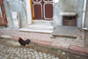 Istanbul, Turkey:  cockrel on a back street - photo by S.Lund