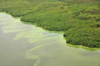 Wakiso District, Uganda: wide magcroves on the banks of Lake Victoria, seen from the air - mostly  Rhizophora mucronata plants - photo by M.Torres