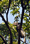 Entebbe, Wakiso District, Uganda: male Black-and-white Casqued Hornbill on a tree - Bycanistes subcylindricus, also known as the grey-cheeked hornbill - Entebbe botanical gardens, Manyago area - photo by M.Torres