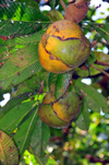 Entebbe, Wakiso District, Uganda: fruits of the henna tree - Entebbe botanical gardens, Manyago area - photo by M.Torres