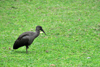 Entebbe, Wakiso District, Uganda: Hadada Ibis foraging on a lawn - aka Worm eater (Bostrychia hagedash) - photo by M.Torres