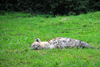 Entebbe, Wakiso District, Uganda: spotted hyena (Crocuta crocuta) resting - photo by M.Torres