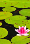 Georgetown, Maine, New England, USA: water lily with flower - photo by M.Torres