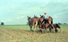 USA - Amish farmer - Pennsylvania Dutch - Anabaptist Christian denomination (Penssylvania) - - photo by J.Kaman