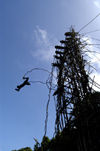 35 Vanuatu Land Diver mid jump,Pentecost Island (photo by B.Cain)