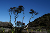 57 Venezuela - Bolivar - Canaima NP - Plants growing between black rocks at the top of Roraima - photo by A. Ferrari