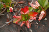 63 Venezuela - Bolivar - Canaima NP - Red and white plant of Roraima - photo by A. Ferrari