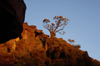 84 Venezuela - Bolivar - Canaima NP - Tree in the evening light, at the top of Roraima - photo by A. Ferrari