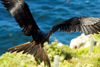 Los Testigos islands, Venezuela: frigatebird preparing to land - Fregata magnificens - photo by E.Petitalot