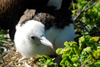 Los Testigos islands, Venezuela: frigatebird chick on the nest - Fregata magnificens - photo by E.Petitalot