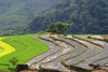 Ba Be National Park - vietnam: flooded rice terraces - photo by Tran Thai