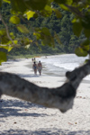 US Virgin Islands - St. Thomas - Magens Bay: beach walk (photo by David Smith)